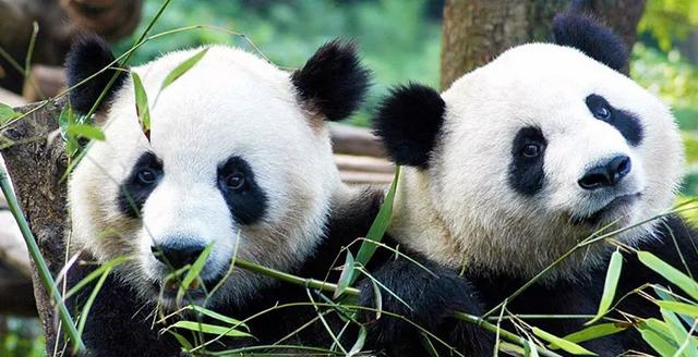 荷兰熊猫宝宝投票取名字啦！5个中文名入围，哪个好听？-3.jpg