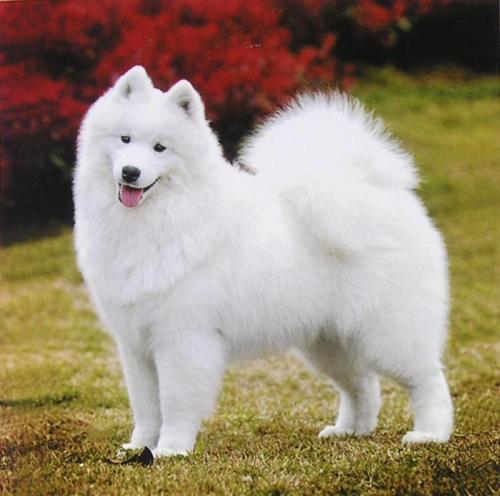 最萌的宠物狗萨摩耶名字大全微笑天使-可爱点-1.jpg