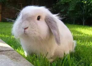 爱吃胡萝卜的兔子宠物名字大全-可爱点-2.jpg