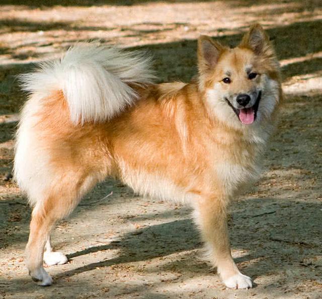 世界上十大美丽的狗品种，中国犬种上榜-3.jpg