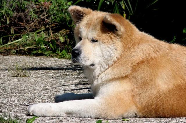 世界上十大美丽的狗品种，中国犬种上榜-6.jpg