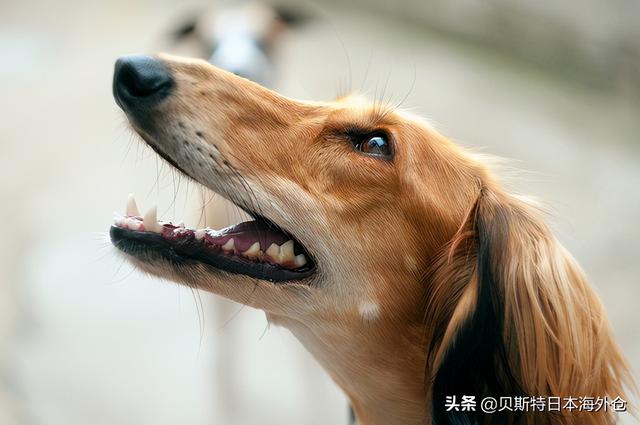 日本30种宠物狗的身价排名！「2020最新版本」-10.jpg