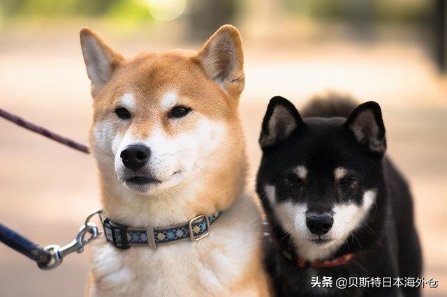 日本30种宠物狗的身价排名！「2020最新版本」-25.jpg