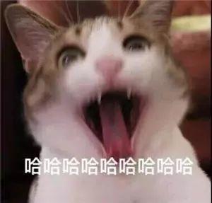 中国人在给猫咪起名这件事上，还真没怕过谁-7.jpg