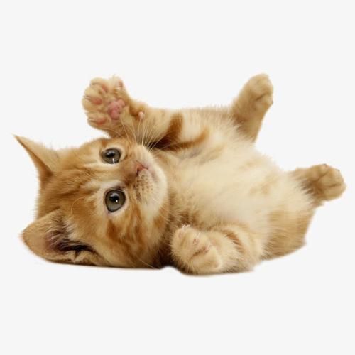 特别的宠物小猫名字大全全网最萌-可爱点-1.jpg