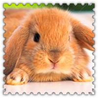 给兔子宠物取名字高贵优雅有气质-可爱点-1.jpg