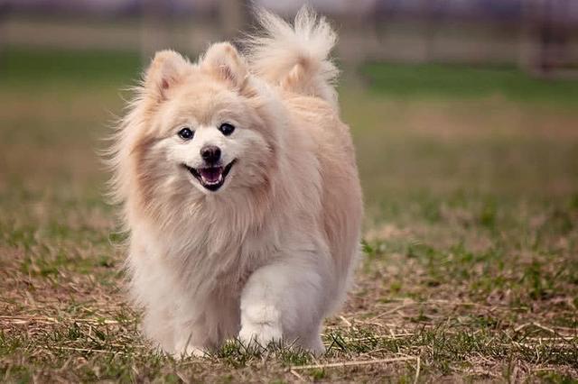 世界上十大美丽的狗品种，中国犬种上榜-10.jpg