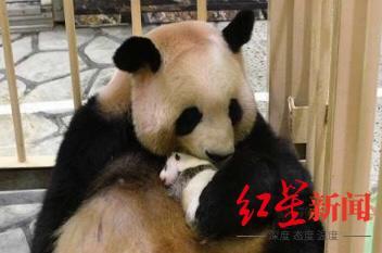 刚满月的成都旅日熊猫宝宝性别确定了！是个小姐姐，等你来取名-2.jpg