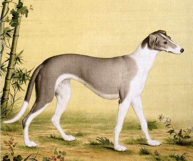 5种出了名的“中华田园犬”，每一种都超帅-1.jpg