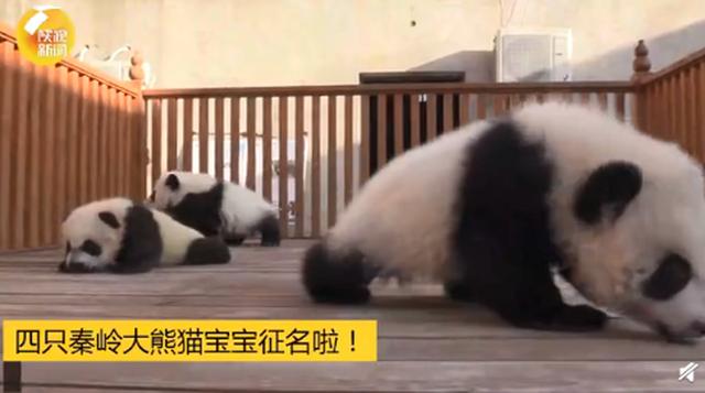陕西秦岭大熊猫研究中心“上新”，一起给4只大熊猫宝宝起名，评论亮了-1.jpg