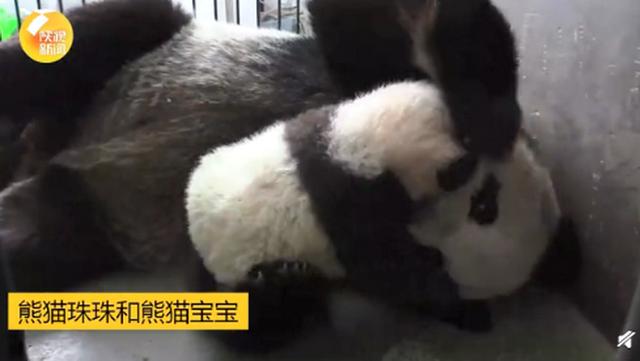 陕西秦岭大熊猫研究中心“上新”，一起给4只大熊猫宝宝起名，评论亮了-2.jpg