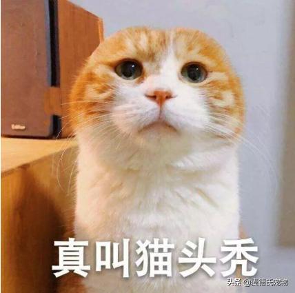 在给猫起名这块，中国铲屎官绝对把气质，拿捏得死死的-2.jpg