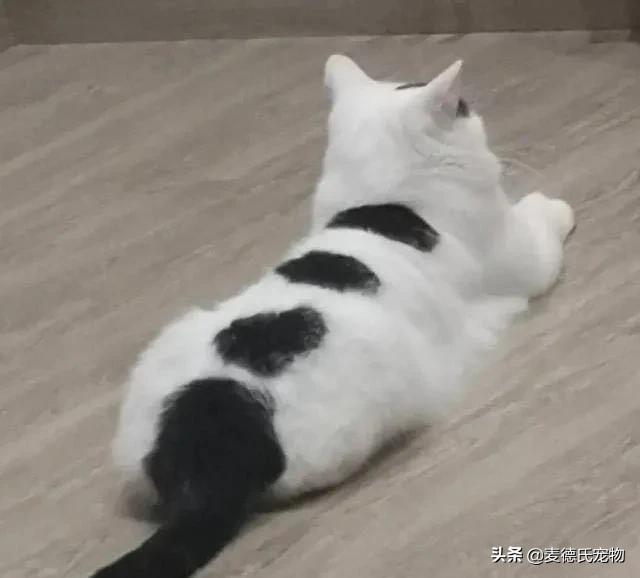 在给猫起名这块，中国铲屎官绝对把气质，拿捏得死死的-6.jpg