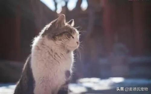 在给猫起名这块，中国铲屎官绝对把气质，拿捏得死死的-11.jpg