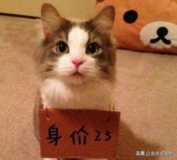 在给猫起名这块，中国铲屎官绝对把气质，拿捏得死死的-15.jpg