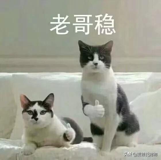 在给猫起名这块，中国铲屎官绝对把气质，拿捏得死死的-19.jpg