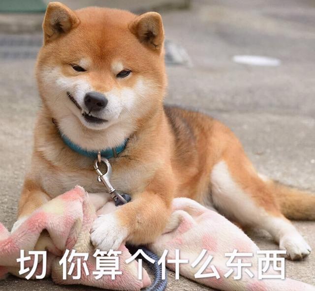 不得不说，在给狗狗取名这块，中国宠主真的把气质拿捏得死死的-1.jpg