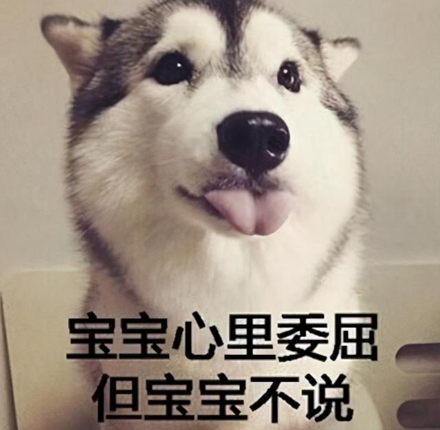 不得不说，在给狗狗取名这块，中国宠主真的把气质拿捏得死死的-3.jpg