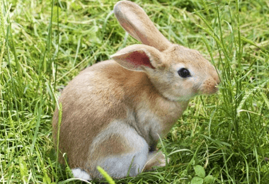 兔子养殖场名字