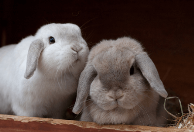 兔子养殖场名字