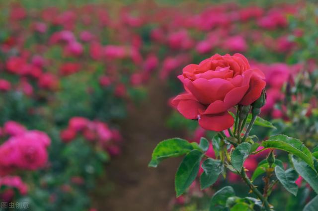 “爱养什么花，就会是怎样一个人”，喜欢种玫瑰的，桃花运不会差