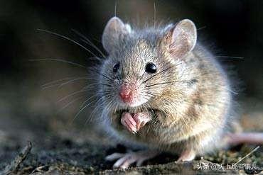 今年是鼠年，十二生肖中为何老鼠能排名第一