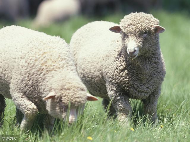 属羊人一生命运如何，属羊人一生命运爱情