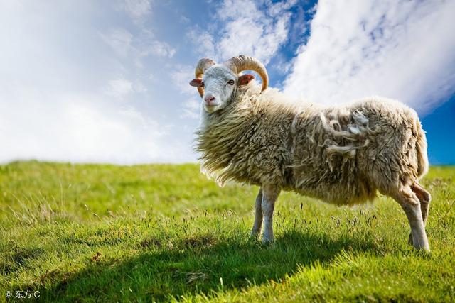 属羊人一生命运如何，属羊人一生命运爱情