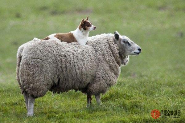属羊的和什么属相合得来，属羊的相合的属相