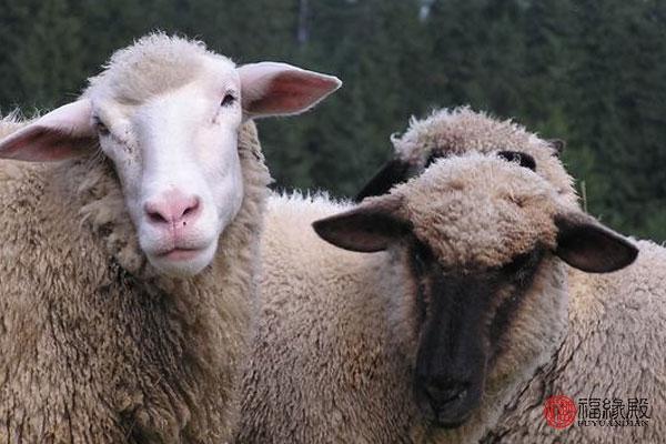 属羊的和什么属相合得来，属羊的相合的属相