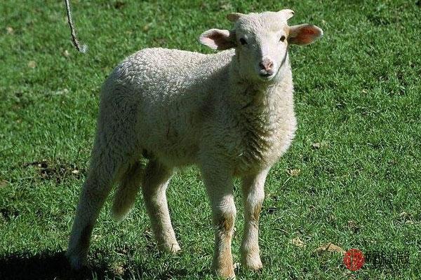 羊的更佳配偶属相年，十二生肖排序属羊更佳配偶