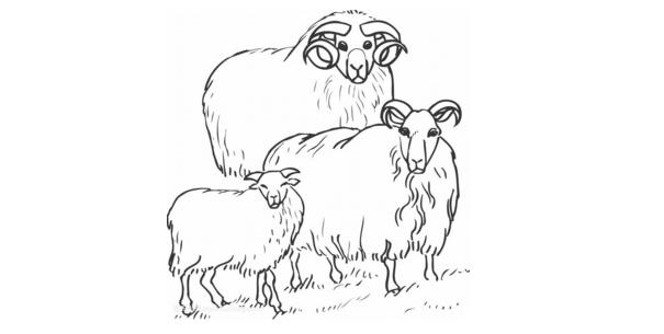 7年属羊2022年运势及运程，1967年2022年羊人运程"