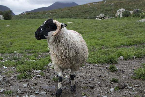 991年属羊是什么土，1991年属羊的男的姻缘"