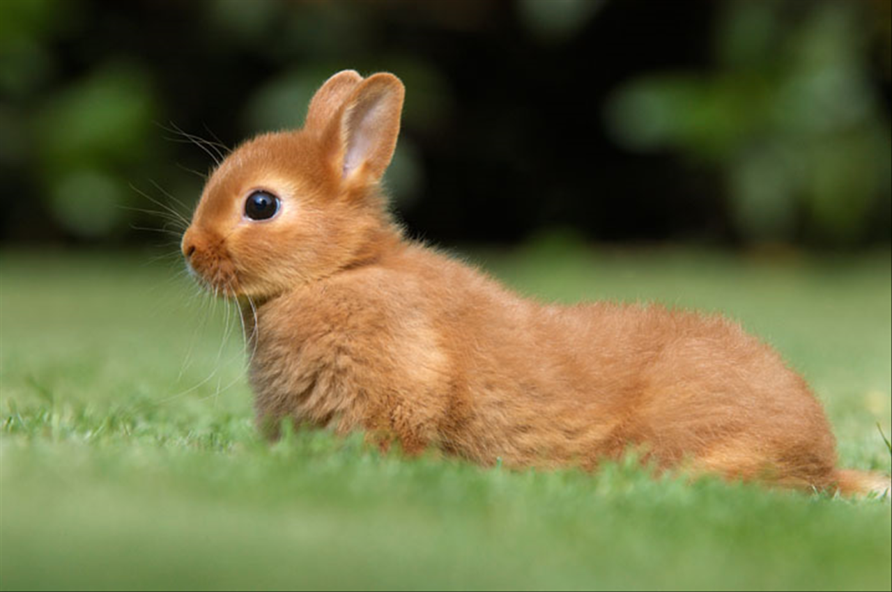 几月份的兔和龙不相害 兔和龙有什么不合的吗